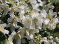 Pfeifenstrauch / Falscher Jasmin / Duftjasmin 'Erectus' - Philadelphus 'Erectus'