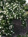 Parkrose 'Alba Suaveolens' - Rosa 'Alba Suaveolens'