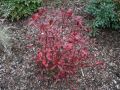 Amerikanische Rosmarinweide 'Little Henry' - Itea virginica 'Little Henry'