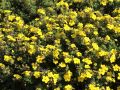Fingerstrauch / Potentilla - Potentilla fruticosa