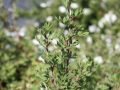 Fingerstrauch 'Abbotswood' - Potentilla fruticosa 'Abbotswood'
