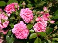 Beetrose 'Pink Swany' � - Rosa 'Pink Swany' �