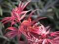 F�cher-Ahorn 'Shaina' - Acer palmatum 'Shaina'
