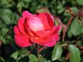 Englische Rose 'Benjamin Britten' � - Rosa 'Benjamin Britten' �