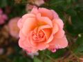 Bodendeckerrose 'Cubana' � - Rosa 'Cubana' �