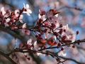 Blutpflaume 'Nigra' - Prunus cerasifera 'Nigra'
