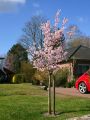 Blutpflaume / Zwerg Blutpflaume - Prunus cistena