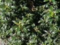 Ilex / Stechpalme 'Heckenfee' (S) - Ilex meserveae 'Heckenfee' (S)