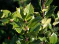 Ilex / Stechpalme 'Heckenfee' (S) - Ilex meserveae 'Heckenfee' (S)