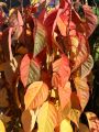 S�ulenkirsche - Prunus serrulata 'Amanogawa'