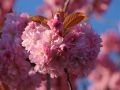 Japanische Nelkenkirsche - Prunus serrulata 'Kanzan'