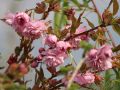 Japanische H�nge-Nelkenkirsche - Prunus serrulata 'Kiku-shidare-Zakura'