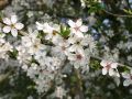Schlehe / Schwarzdorn - Prunus spinosa