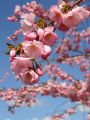 Fr�hlingskirsche / Fr�he Zierkirsche - Prunus 'Accolade'