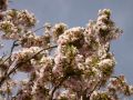 Schneekirsche / Winterkirsche / Japanische Bl�tenkirsche 'Autumnalis' - Prunus subhirtella 'Autumnalis'
