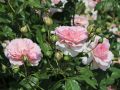 Strauchrose 'Alexandra - Princesse de Luxembourg' � - Rosa 'Alexandra - Princesse de Luxembourg' �