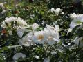 Bodendeckerrose 'Innocencia' � - Rosa 'Innocencia' �