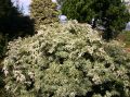 Schattengl�ckchen 'Little Heath' - Pieris japonica 'Little Heath'
