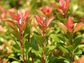 Schattengl�ckchen 'Little Heath Green' - Pieris japonica 'Little Heath Green'