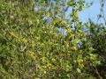 Goldjohannisbeere - Ribes aureum