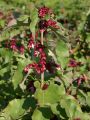 Sch�ne Leycesterie / Karamelbeere - Leycesteria formosa 'Purple Rain'
