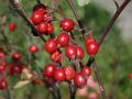 Wildrose Hechtrose / Rotbl�ttrige Rose glauca - Rosa glauca