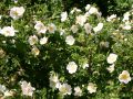 D�nenrose / Bibernellrose - Rosa pimpinellifolia