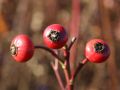 Sandrose / Carolina-Rose / Wiesenrose - Rosa carolina