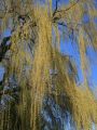 Trauerweide 'Tristis Resistenta' - Salix alba 'Tristis Resistenta'