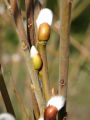 Salweide / Palmweide - Salix caprea