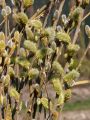 Aschweide / Grauweide - Salix cinerea