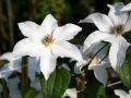 Clematis 'Bella' - Clematis 'Bella'