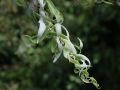 Korkenzieherweide 'Tortuosa' - Salix matsudana 'Tortuosa'