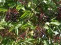 Fliederbeere / Schwarzer Holunder - Sambucus nigra