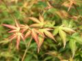 F�cher-Ahorn 'Wilson's Pink Dwarf' - Acer palmatum 'Wilson's Pink Dwarf'
