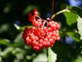 Traubenholunder, Hirschholunder - Sambucus racemosa