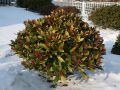 Skimmie / Bl�tenskimmie - Skimmia japonica 'Rubella'