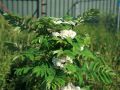 S�ulen-Eberesche / Pyramiden-Eberesche - Sorbus aucuparia 'Fastigiata'