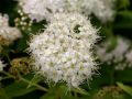 Wei�e Zwergspiere 'Albiflora' - Spiraea japonica 'Albiflora'