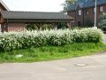 Brautspiere / Schneespiere - Spiraea arguta