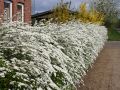 Wei�e Rispenspiere 'Grefsheim' - Spiraea cinerea 'Grefsheim'