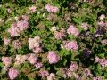 Rosa Zwergspiere 'Little Princess' - Spiraea japonica 'Little Princess'