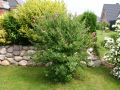 Kolbenspiere 'Triumphans' - Spiraea billardii 'Triumphans'