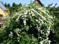 Japanische Strauchspiere 'Snowmound' - Spiraea nipponica 'Snowmound'
