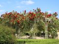 Kletterrose 'Amadeus'  � - Rosa 'Amadeus' �