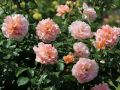 Beetrose 'Sangerh�user Jubil�umsrose' � / Cervia - Rosa 'Sangerh�user Jubil�umsrose' � / Cervia