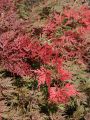 F�cher-Ahorn 'Orangeola' - Acer palmatum 'Orangeola'