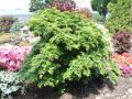 F�cher-Ahorn 'Seiun kaku' - Acer palmatum 'Seiun kaku'