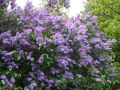 Wildflieder / Gemeiner Flieder - Syringa vulgaris