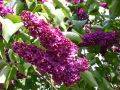 Edelflieder  'Andenken an Ludwig Sp�th' - Syringa vulgaris 'Andenken an Ludwig Sp�th'